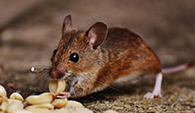 24 Hour & Emergency Exterminators in Medicine Lake Lodge, CA